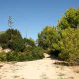 A quel punto ci dirigiamo verso la costa: sulla destra c�� il sentiero che porta a cala Verde, mentre sulla sinistra si trova un fitto bosco circondato da una recinzione in ferro